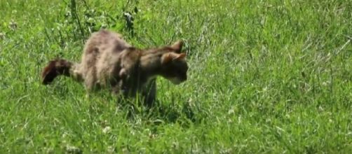 The British wildcat. [Image source/Nick lays east tilbury wildlife watch YouTube video]