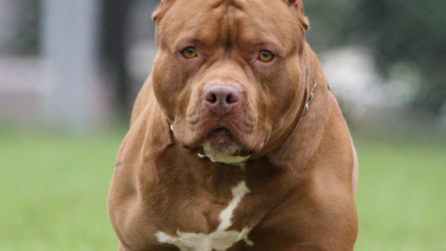 Vercelli, pitbull aggredisce due sorellina: una di loro ha un anno e mezzo ed &egrave; grave