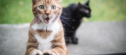 7 Chats Qui Aimeraient Bien Ne Pas Etre Enfermes Dehors