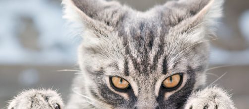 Six raisons étayées scientifiquement de détester les chats (ou de ... - lefigaro.fr