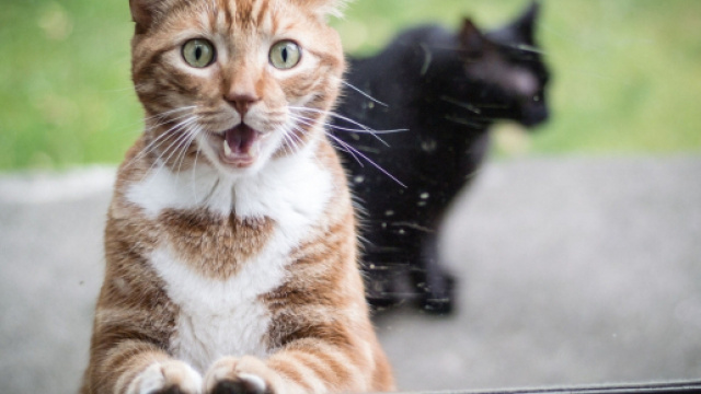 Ces chats qui aimeraient bien être à l'intérieur (credit photo MaximumWall)