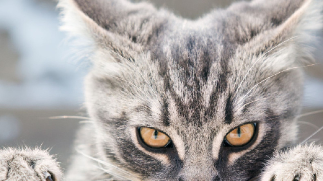 Six raisons étayées scientifiquement de détester les chats (ou de ... - lefigaro.fr