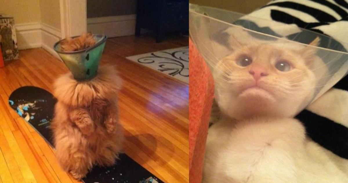 6 Photos De Chats Qui Sont Embetes Par Leur Collerette