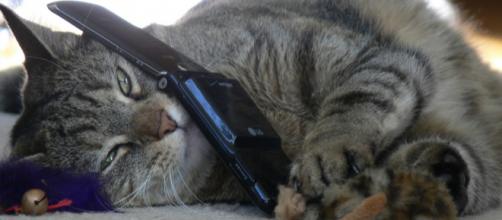 10 Sms De Chats S Ils Avaient Un Telephone Insolite