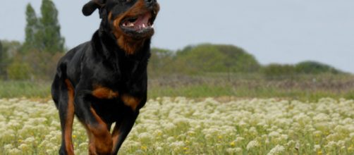 Brindisi, cane Rottweiler si aggira vicino ad una scuola a Torre Santa Susanna: azzannato bracciante agricolo