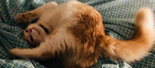 Ces chats un peu trop relax - Crédit photo Compte Twitter @anavdlb