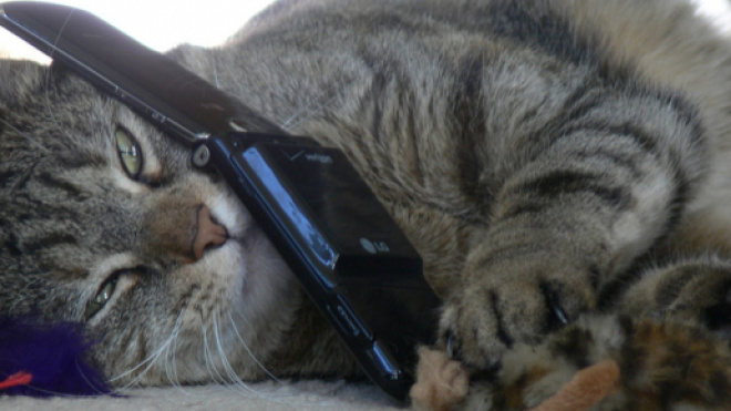 Résultats de la recherche chat telephone - ecurie-des-sablons.com