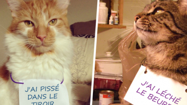 Top 10 des chats qui s'excusent pour leurs conneries, le meilleur ... - topito.com