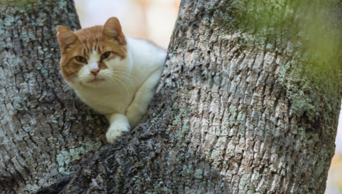 Clive Un Chat Disparu Dans Une Usine De Croquettes Est Finalement Rentre Chez Lui