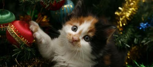 5 Chats Qui Naiment Vraiment Pas Les Sapins De Noël