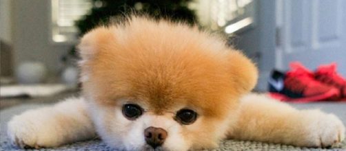 Boo, le chien le plus mignon d'Internet, est mort - Pop culture ... - numerama.com