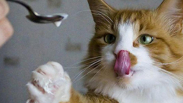 5 erreurs à ne pas faire avec votre chat - crédit photo Ohmymag