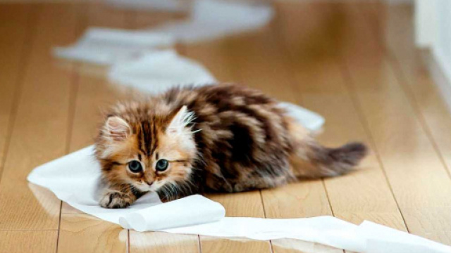 6 photos qui prouvent que les chats sont des diables (crédit photo Beauté & Santé)
