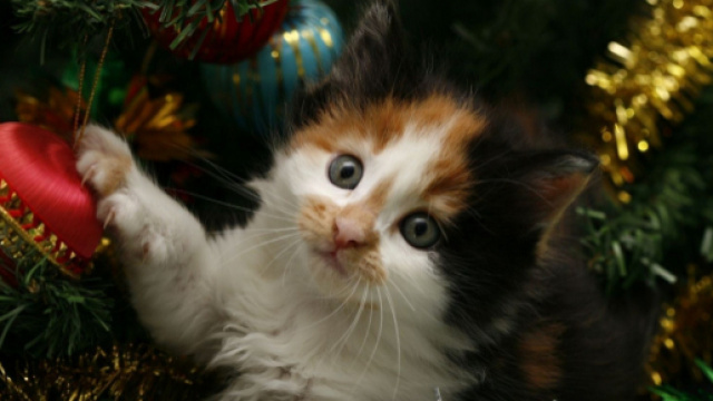 Un sapin de Noël plus résistant que les attaques de votre chat ... - chien-chat-tous-extras.com