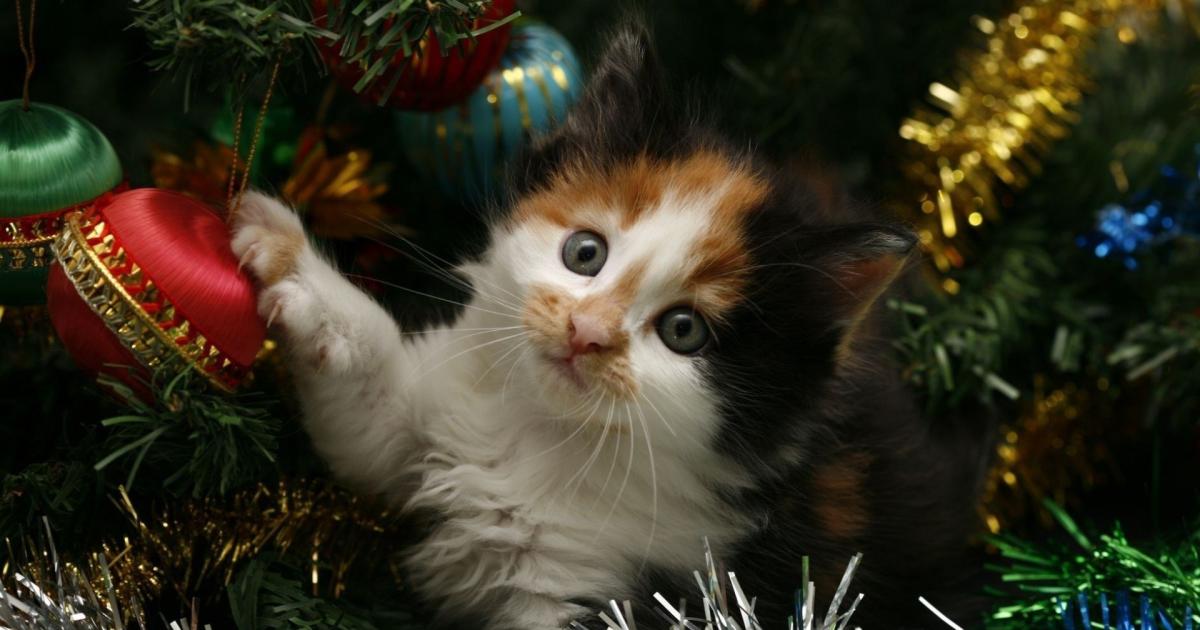 5 Chats Qui N Aiment Vraiment Pas Les Sapins De Noel