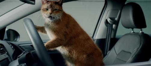 Insolite : Volkswagen craque pour les chats dans une publicité ... - tf1.fr