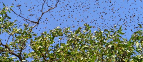 Usa, camion che trasportava 133 milioni di api si ribalta: insetti invadono il cielo