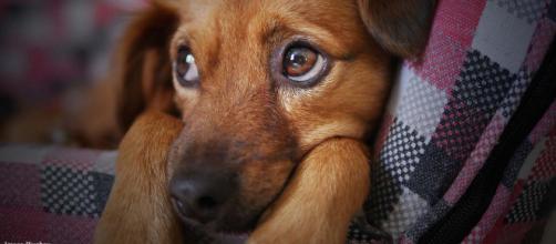 Scientists reckon that dogs evolved those puppy dog eyes to charm us humans.[Image credit - COO Pixabay]
