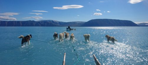 Groenlandia: ghiaccio addio, i cani da slitta sull'acqua. foto - Steffen M. Olsen, Danish Meteorological Institute/Blue-Action project