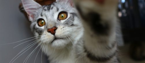 Fond d'écran : chat, les yeux, amour, asiatique, la photographie ... - wallhere.com