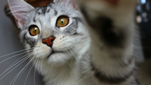 Fond d'écran : chat, les yeux, amour, asiatique, la photographie ... - wallhere.com