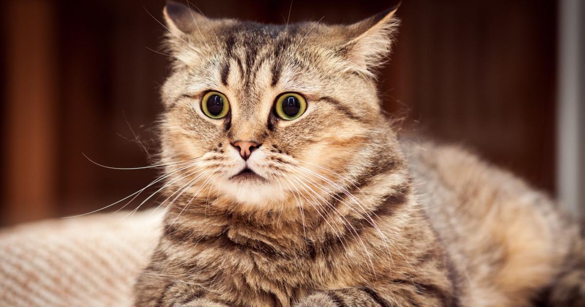 5 choses qu&rsquo;un chat cache à son maître