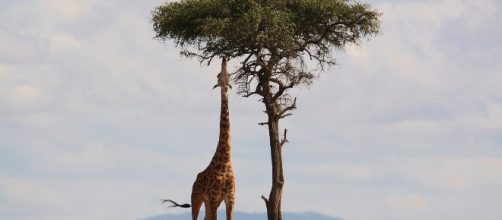 La giraffa è a rischio estinzione.