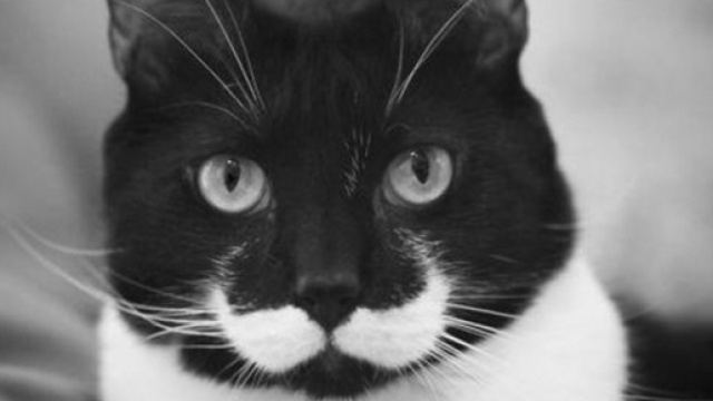 Ces chats avec des tâches peu communes - Crédit Photo Bored Panda