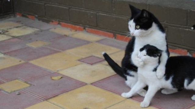Ces photos de chat trop drôle - Crédit photo Bored Panda