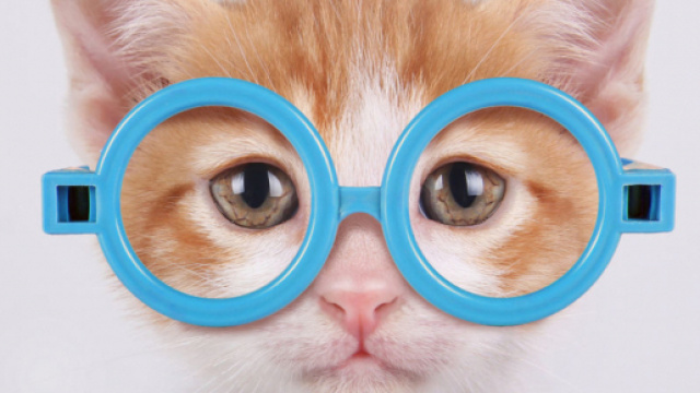 Cinq chats qui regrettent leur choios - crédit photo Grazia