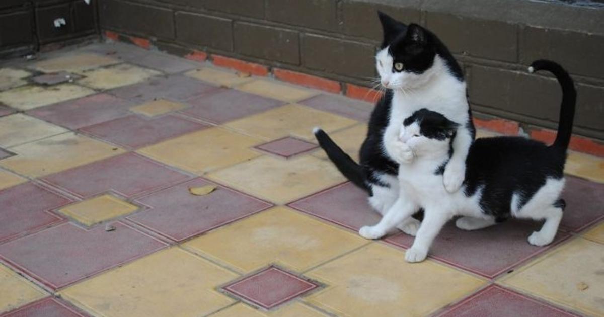 7 Photos De Chats Vraiment Hilarantes 7