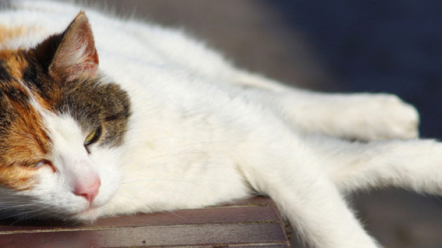 Comment protéger un chat de la chaleur - crédit photo The weather.com