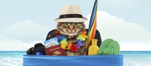 Voyage à l'étranger avec un chat : formalités et démarches ... - doctissimo.fr