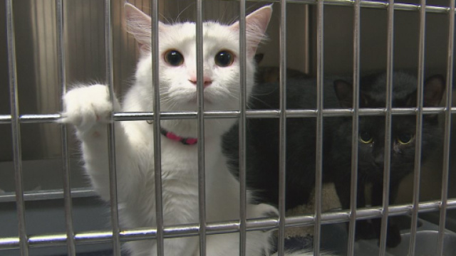 Le nombre de chats abandonnés ne cesse d'augmenter en France - Crédit photo Radio-Canada.ca