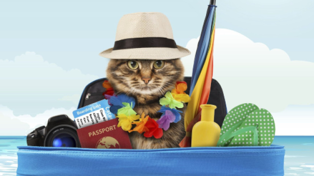 Voyage à l'étranger avec un chat : formalités et démarches ... - doctissimo.fr
