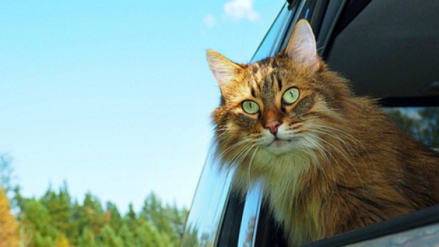 Caramel, ce chat qui a fait du BlaBlaCat - Cr&eacute;dit photo Positivr