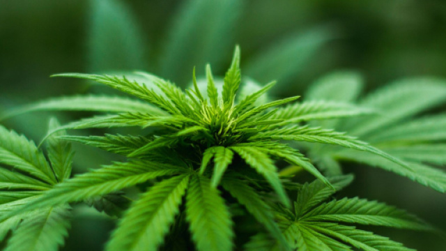 Légaliser le cannabis récréatif : la proposition choc du Conseil d ... - lefigaro.fr