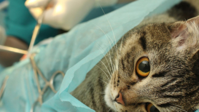 Stérilisation d'un chat : Faire stériliser mon chat : pourquoi et ... - doctissimo.fr