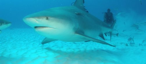 Bahamas, 21enne sbranata dagli squali vicino a Rose Island