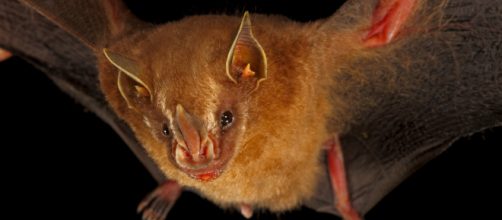 Un pipistrello simile a questo che si pensava estinto è stato ritrovato in Honduras