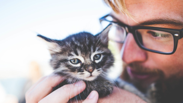Images Gratuites : homme, animal de compagnie, chaton, chat ... - pxhere.com