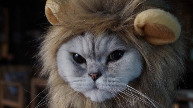 Ces chats qui detestent leur déguisement - photo publiée sur Amazon.fr