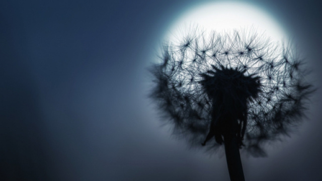 Oroscopo di domani 4 luglio 2019 | Astrologia, classifica e previsioni: la Luna entra nel segno del Leone