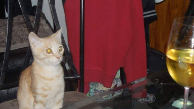 Tu Peux Pas Comprendre, T'es Pas Un Chat : #TPPCTPUC - Toutes les ... - blogspot.com