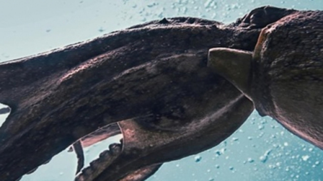Un calamar géant filmé dans les eaux du golf du Mexique - Photo publiée sur le site maxiscience.com