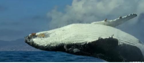 Our Planet | Humpback Whales. [Image source/Netflix YouTube video]