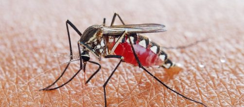 How 'Self-Limiting' Mosquitos Can Help Eradicate Malaria | WIRED - wired.com