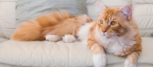 Le plus grand chat du monde est australien, et il va vous ... - affinity-petcare.com