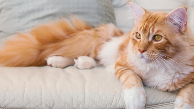 Le plus grand chat du monde est australien, et il va vous ... - affinity-petcare.com