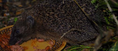 A pet hedgehog eating its favorite diet outside a cage. [Image Source: Boogie-Bailon/Flickr]